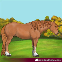 Horse Color:Chestnut Tobiano