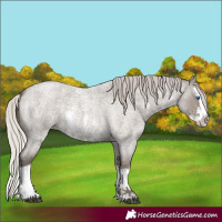 Horse Color:Silver Grullo Roan Sabino Splash 