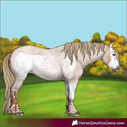 Horse Color:Red Dun Roan Splash Frame 