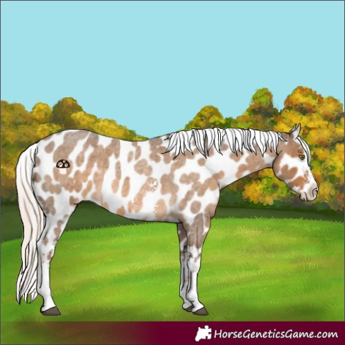 Horse Color:Chocolate Palomino Roan Sabino Splash Appaloosa