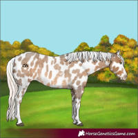 Horse Color:Chocolate Palomino Roan Sabino Splash Appaloosa 
