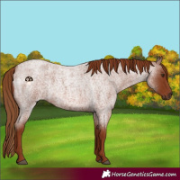 Horse Color:Red Roan 