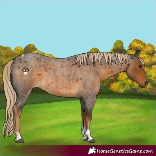 Horse Color:Chocolate Palomino Roan Tobiano 