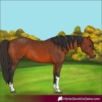 Horse Color:Bay Tobiano