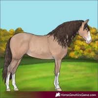 Horse Color:Amber Champagne 