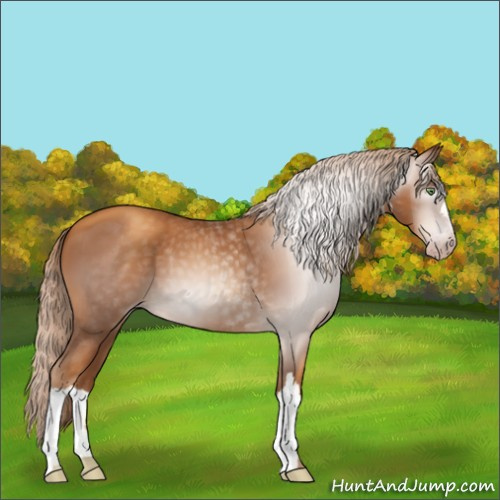 Horse Color:Gray Gold Champagne 