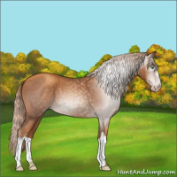 Horse Color:Gray Gold Champagne