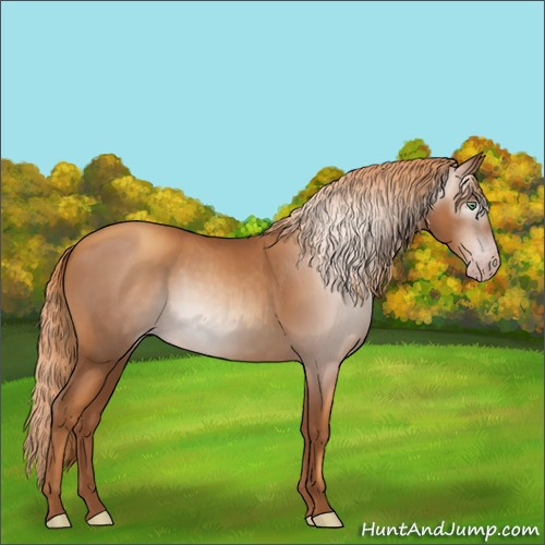 Horse Color:Gray Gold Champagne 
