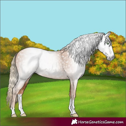Horse Color:Gray Gold Champagne 