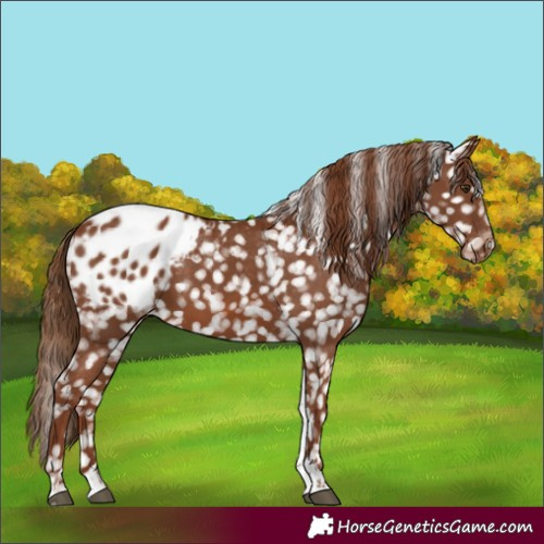 Horse Color:Chestnut Tobiano Blanket Rabicano 