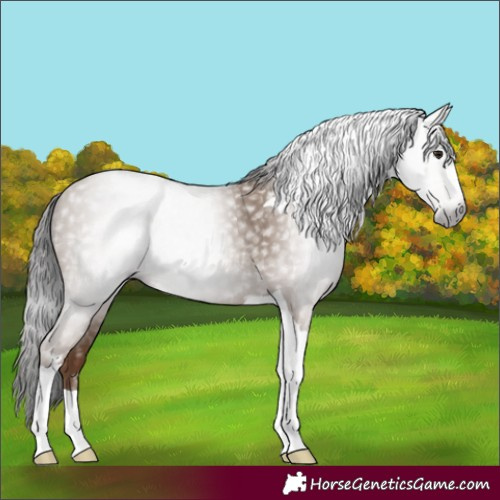 Horse Color:Gray Classic Champagne Tobiano 