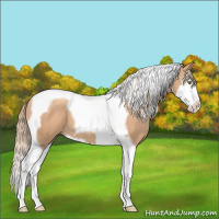 Horse Color:Gold Champagne Splash Tobiano