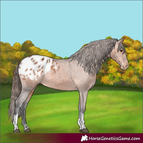 Horse Color:Bay Tobiano Appaloosa Rabicano 