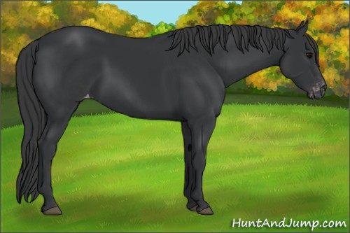 Horse Color:Black Appaloosa Rabicano 