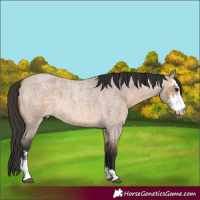 Horse Color:Bay Roan Dun Sabino 