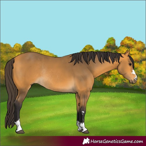 Horse Color:Buckskin Rabicano 
