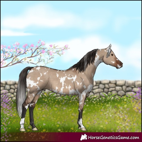 Horse Color:White Spotted Liver Red Dun 