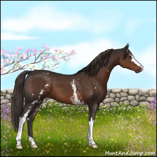 Horse Color:White Spotted Liver Chestnut 