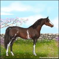 Horse Color:White Spotted Liver Chestnut
