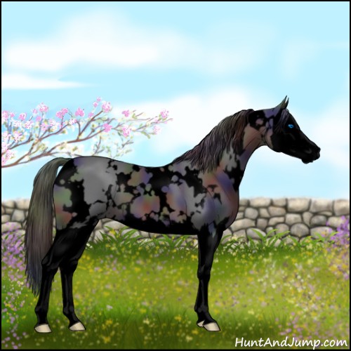 Horse Color:Void Nacre White Spotted Brown Sabino Splash 