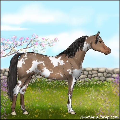 Horse Color:White Spotted Liver Red Dun 
