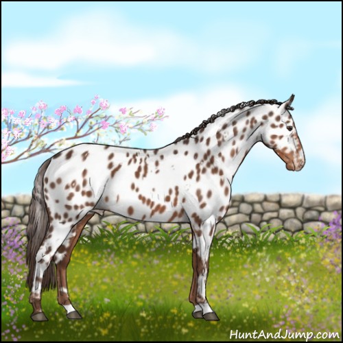 Horse Color:White Spotted Liver Chestnut Appaloosa 