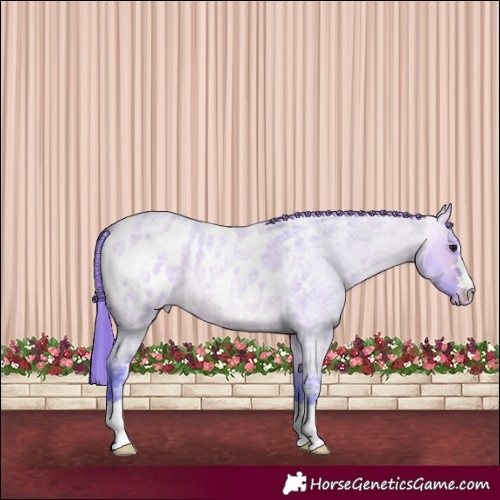 Horse Color:Watercolor Bay Ice Roan Dun Appaloosa
