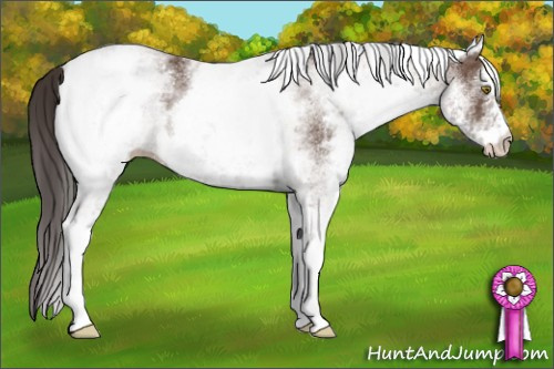 Horse Color:White Spotted Bay Appaloosa 