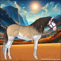 Horse Color:Buckskin Dun Splash