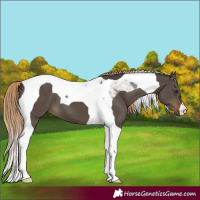 Horse Color:Liver Red Dun Tobiano 