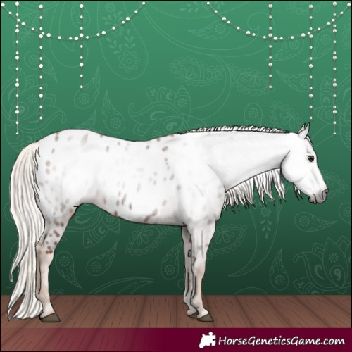 Horse Color:Gray Chestnut Appaloosa 