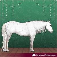 Horse Color:Gray Chestnut Appaloosa 