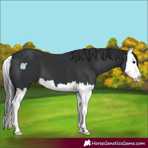 Horse Color:Black Splash 