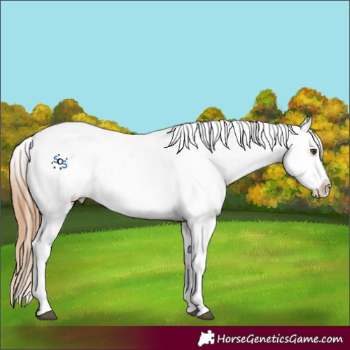 Horse Color:Red Dun Appaloosa 