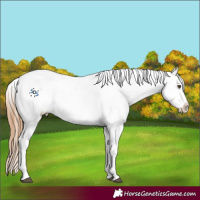 Horse Color:Red Dun Appaloosa 