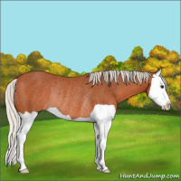 Horse Color:Silver Bay Splash Rabicano