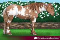Horse Color:White Spotted Black Pearl
