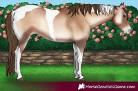 Horse Color:Liver Red Onyx Pearl Tobiano 
