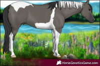 Horse Color:Grullo Tobiano