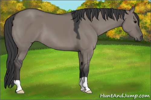 Horse Color:Grullo Mushroom 