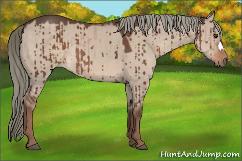 Horse Color:Liver Red Dun Mushroom Brindle 
