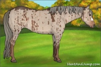 Horse Color:Liver Red Dun Mushroom Brindle 