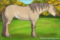 Horse Color:Chocolate Palomino Dun 