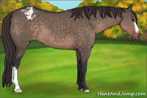 Horse Color:Brown Dun Mushroom Appaloosa