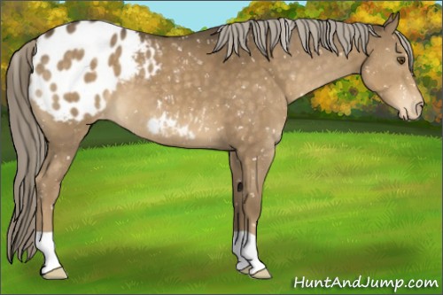 Horse Color:Chocolate Palomino Mushroom Appaloosa 