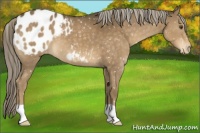Horse Color:Chocolate Palomino Mushroom Appaloosa 