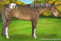Horse Color:Chocolate Palomino Appaloosa 