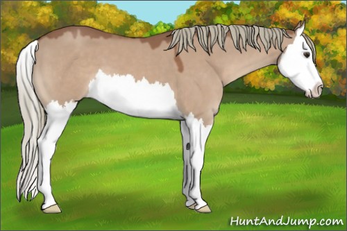 Horse Color:Red Dun Mushroom Splash
