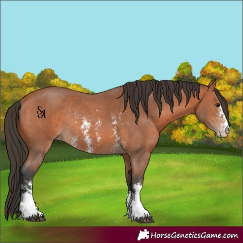 Horse Color:Bay Sabino Rabicano