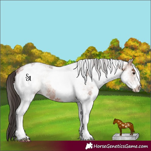 Horse Color:White Spotted Bay Roan